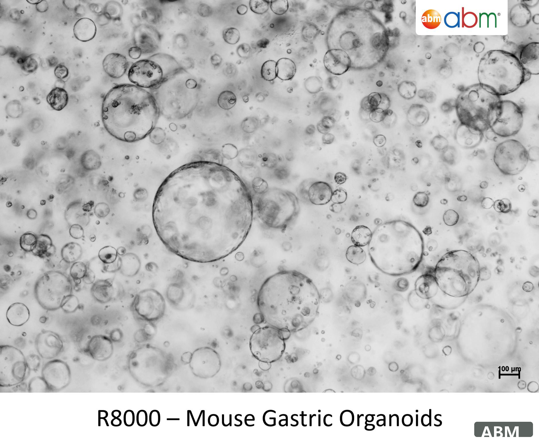 小鼠胃类器官标准株 Mouse Gastric Organoids