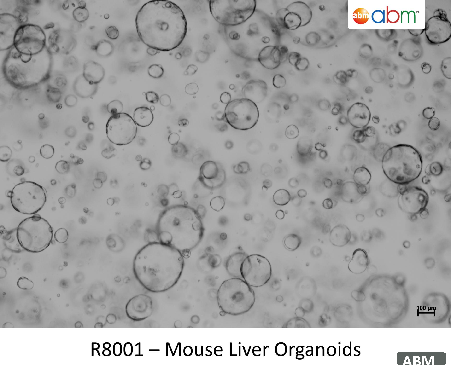 小鼠肝类器官标准株 Mouse Liver Organoids