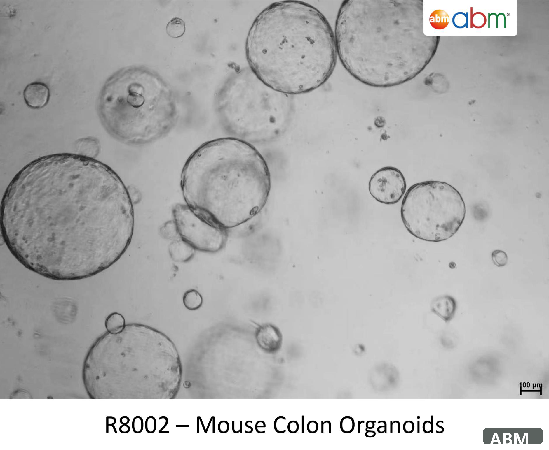 小鼠结肠类器官标准株 Mouse Colon Organoids