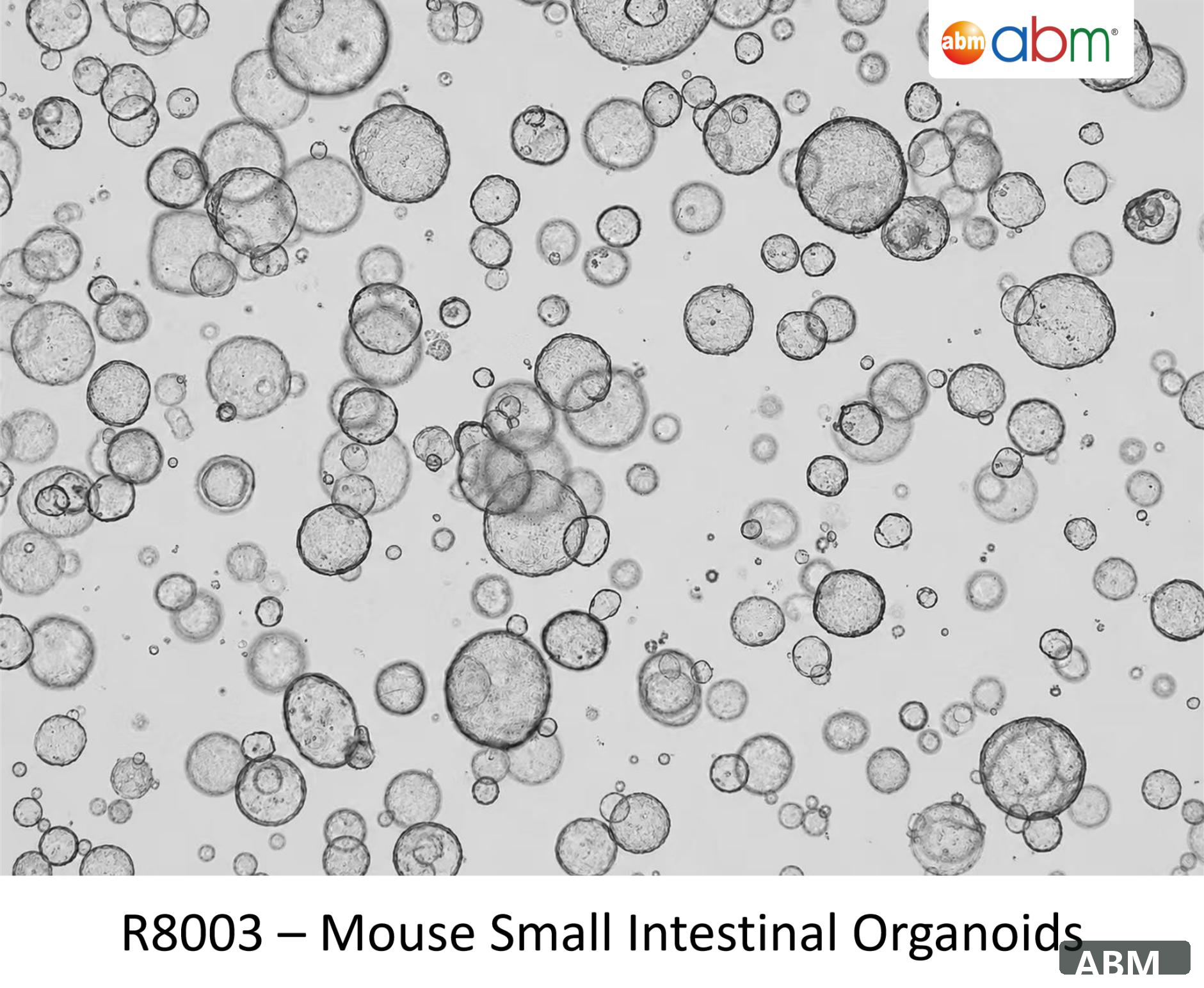 小鼠小肠类器官标准株 Mouse Small Intestinal Organoids